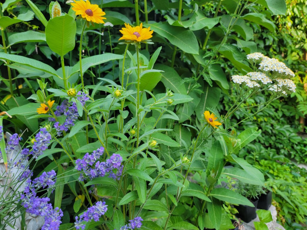 More summer flowers!